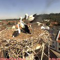 10_25-nest.jpg