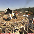 10_30-nest.jpg
