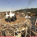10_35-nest.jpg