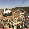 10_40-nest.jpg