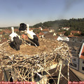 10_45-nest.jpg