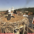 10_50-nest.jpg