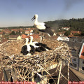 10_55-nest.jpg