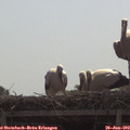 11_00-mast.jpg