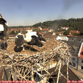 11_00-nest.jpg