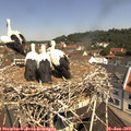 11_10-nest.jpg