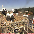 11_20-nest.jpg