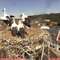 11_25-nest.jpg