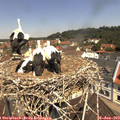 11_30-nest.jpg