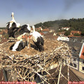 11_35-nest.jpg