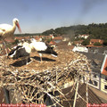 11_40-nest.jpg