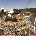 11_45-nest.jpg