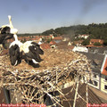 11_50-nest.jpg