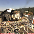 11_55-nest.jpg