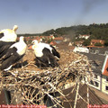 12_00-nest.jpg