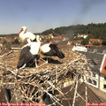 12_05-nest.jpg