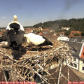 12_10-nest.jpg