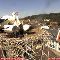 12_15-nest.jpg