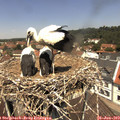 12_20-nest.jpg