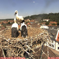 12_25-nest.jpg