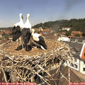 12_30-nest.jpg