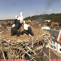 12_35-nest.jpg