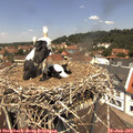 12_40-nest.jpg
