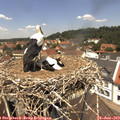 12_45-nest.jpg
