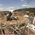 12_50-nest.jpg