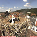 12_55-nest.jpg
