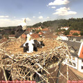 13_00-nest.jpg