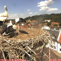 13_05-nest.jpg