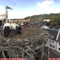 13_10-nest.jpg