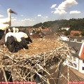 13_15-nest.jpg