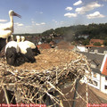 13_20-nest.jpg