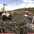 13_25-nest.jpg