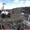 13_30-nest.jpg