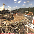13_35-nest.jpg