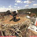 13_40-nest.jpg