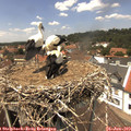 13_45-nest.jpg