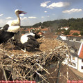 13_55-nest.jpg