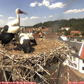 14_00-nest.jpg