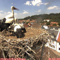 14_05-nest.jpg