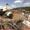 14_10-nest.jpg