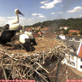 14_15-nest.jpg