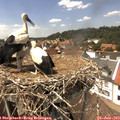 14_20-nest.jpg