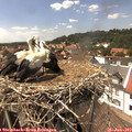 14_35-nest.jpg