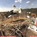 14_40-nest.jpg