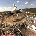 14_45-nest.jpg