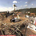 14_50-nest.jpg